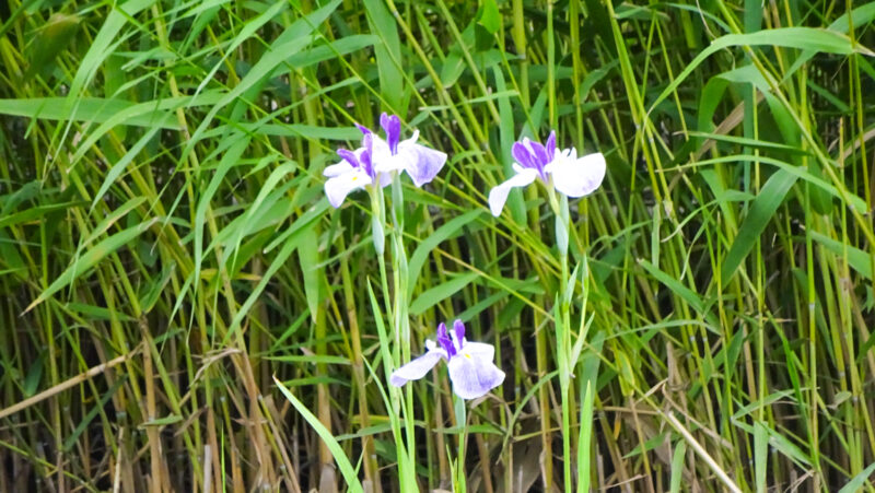 北区・子どもの水辺　花菖蒲