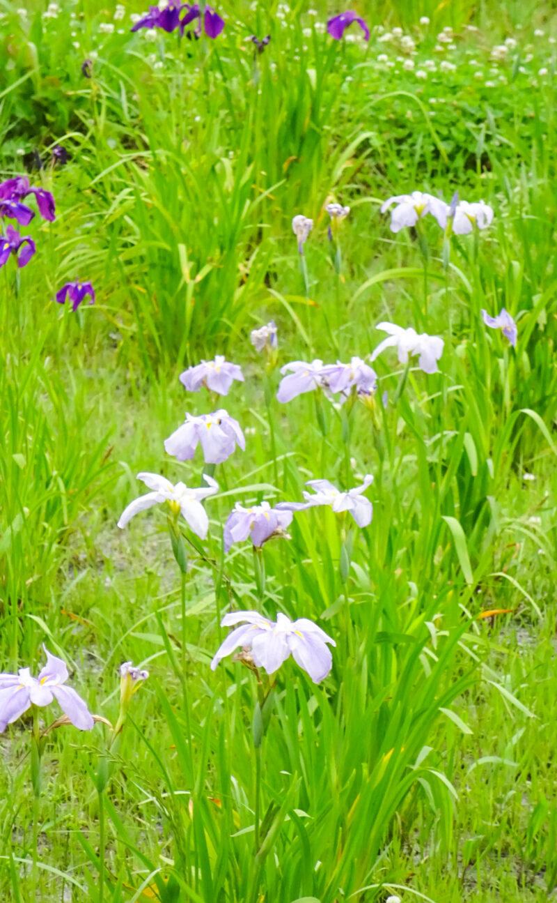 北区・子どもの水辺　花菖蒲