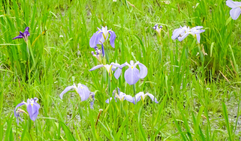 北区・子どもの水辺　花菖蒲