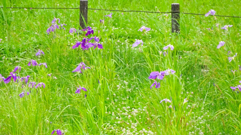 北区・子どもの水辺　花菖蒲