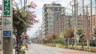 赤羽岩淵中　百日紅