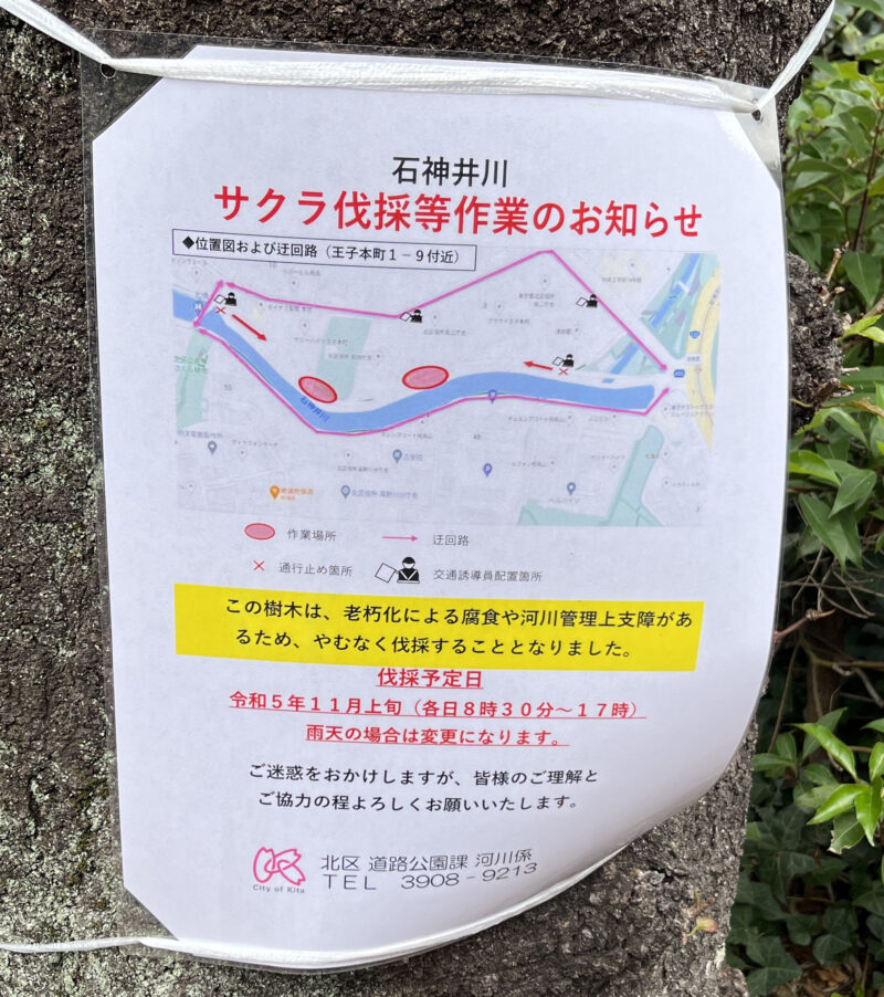 石神井川 桜 伐採