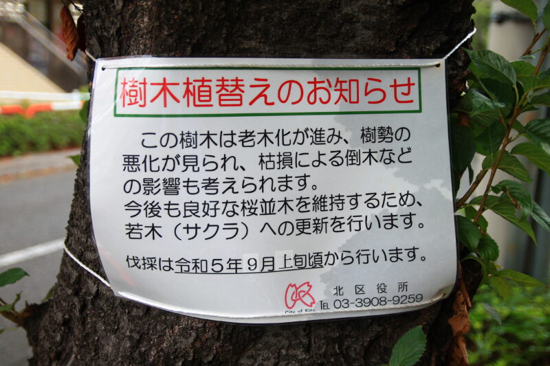 浮間 ウェルシア 桜の木