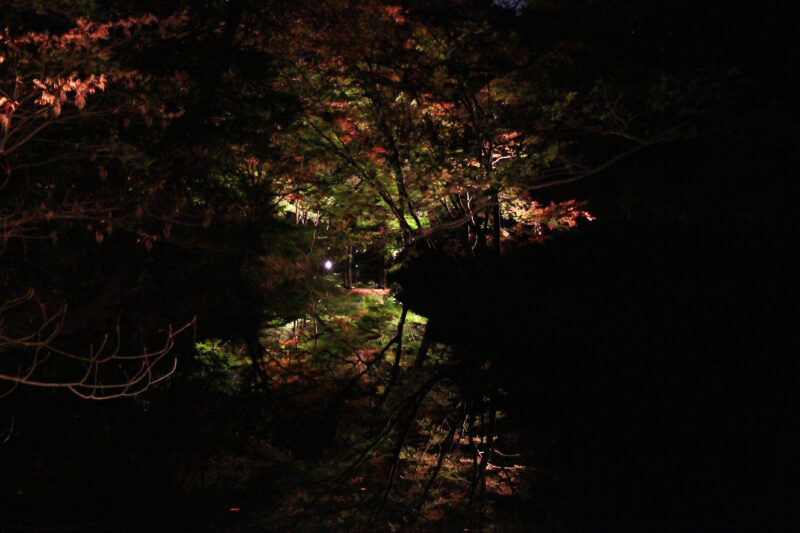 六義園 紅葉 ライトアップ