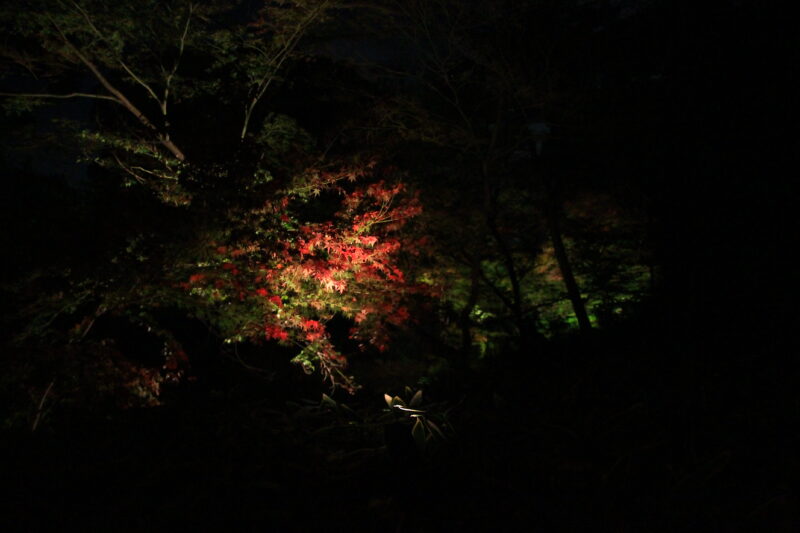 六義園 紅葉 ライトアップ