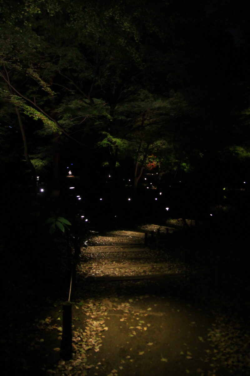 六義園 紅葉 ライトアップ