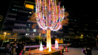 ヌーヴェル赤羽台 メタセコイア イルミネーション