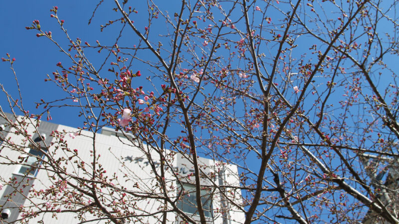 赤羽台トンネル 桜