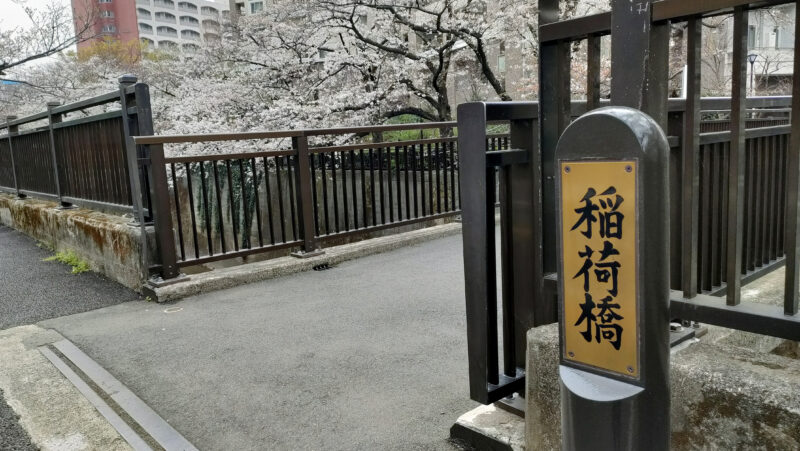 帝京大学　石神井川　桜