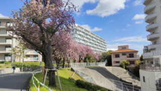 赤羽台　八重桜