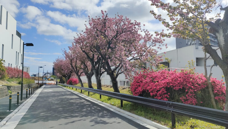 赤羽台　八重桜