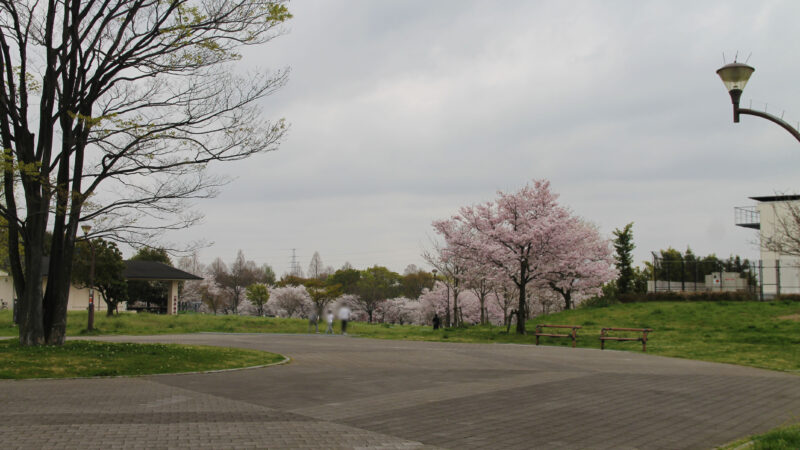 舎人公園 ネモフィラ 桜