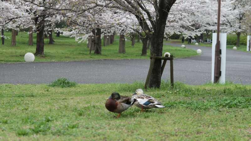 舎人公園 ネモフィラ 桜