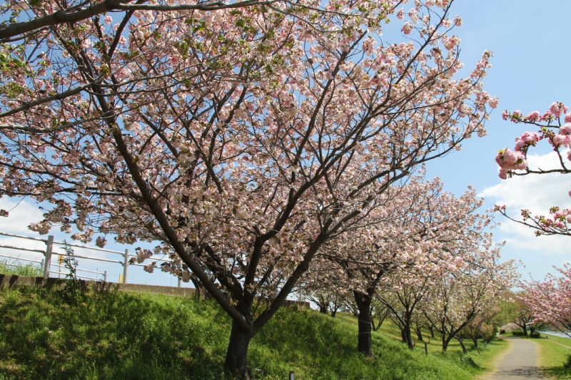 荒川 八重桜