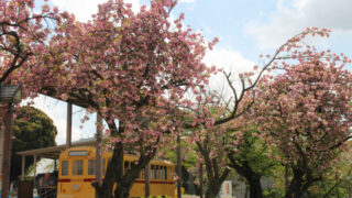 王子 飛鳥山公園