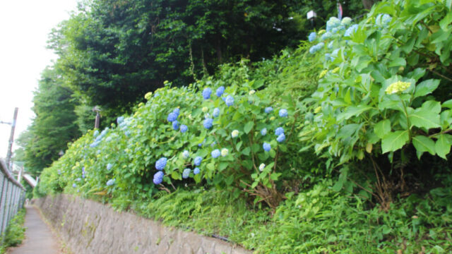 飛鳥の小径