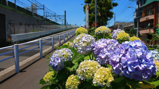 上中里 紫陽花