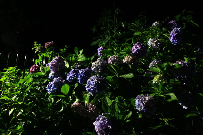 飛鳥の小径 紫陽花 ライトアップ