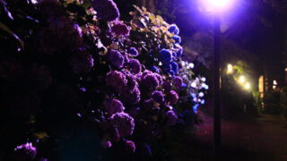飛鳥の小径 紫陽花 ライトアップ