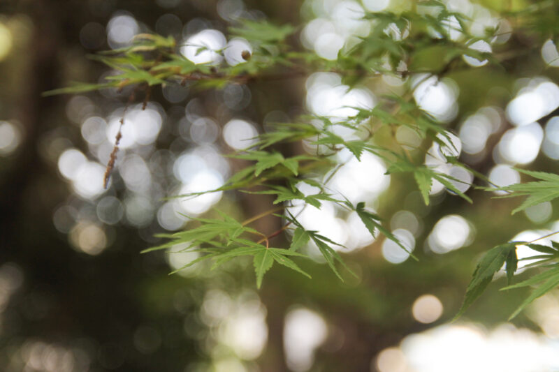 名主の滝公園　北区