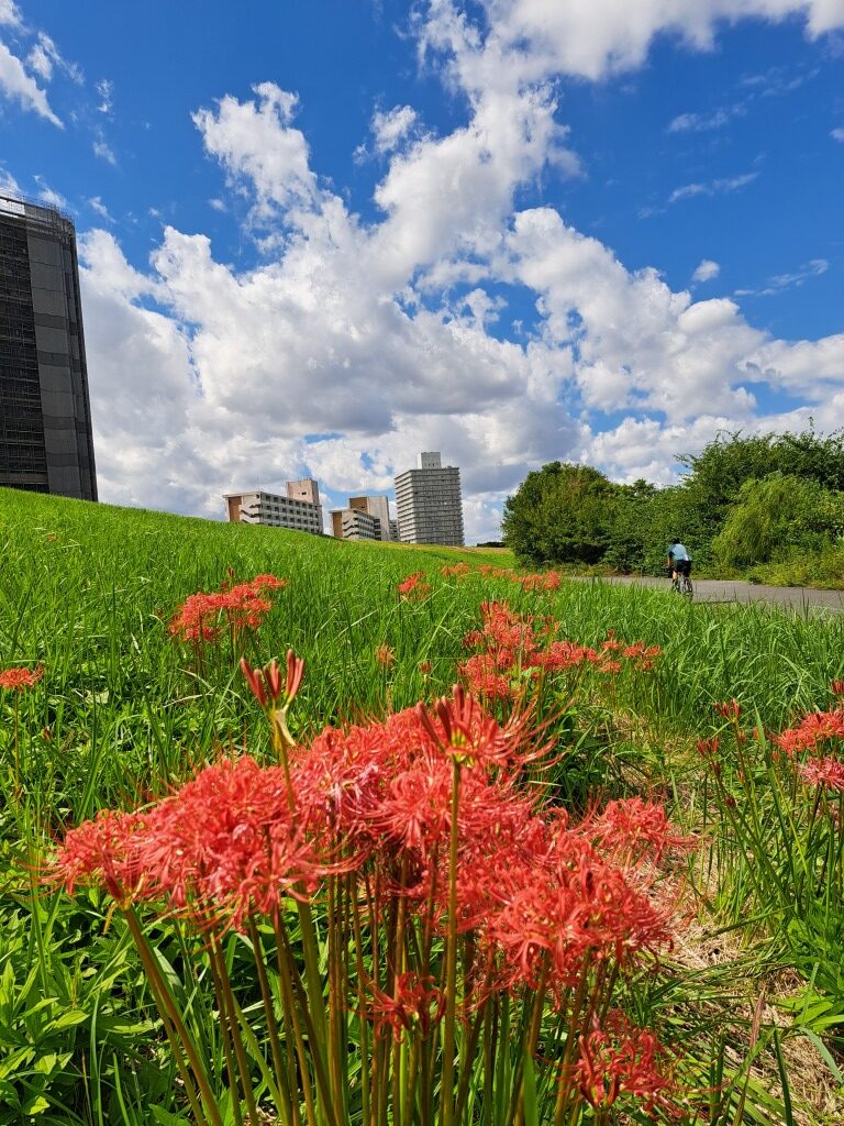 曼殊沙華