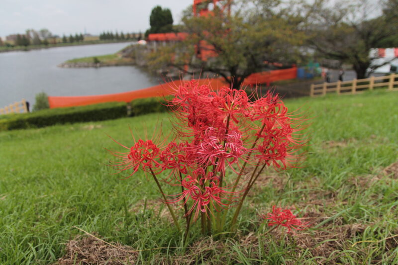 曼殊沙華