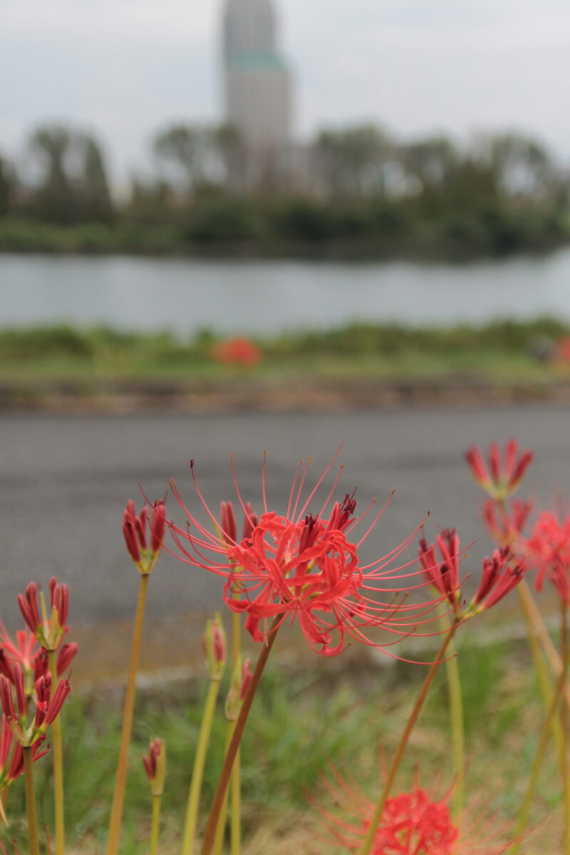 曼殊沙華