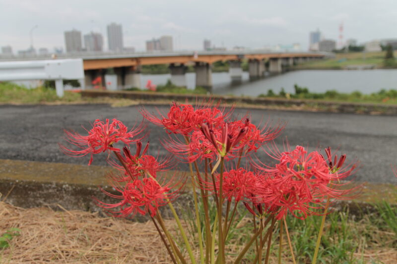 曼殊沙華