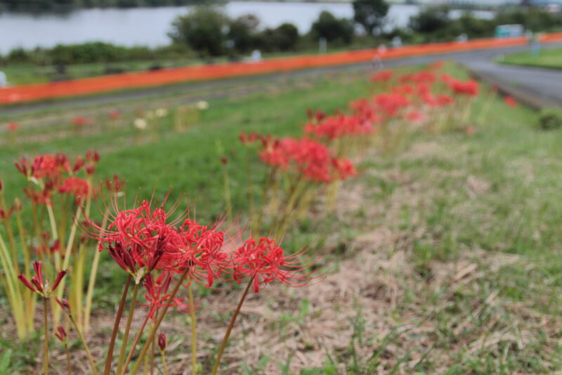 曼殊沙華