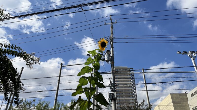 赤羽 志茂 農のう 巨大ひまわり