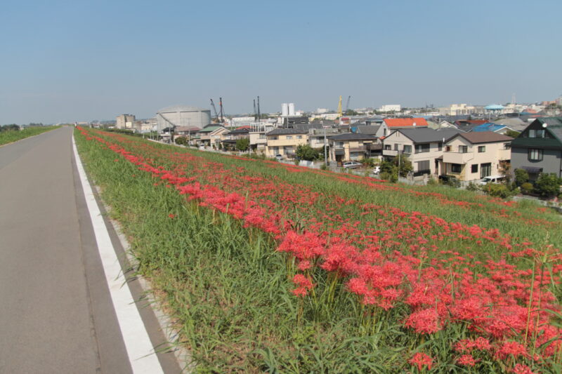 彼岸花群生地　大久保浄水場