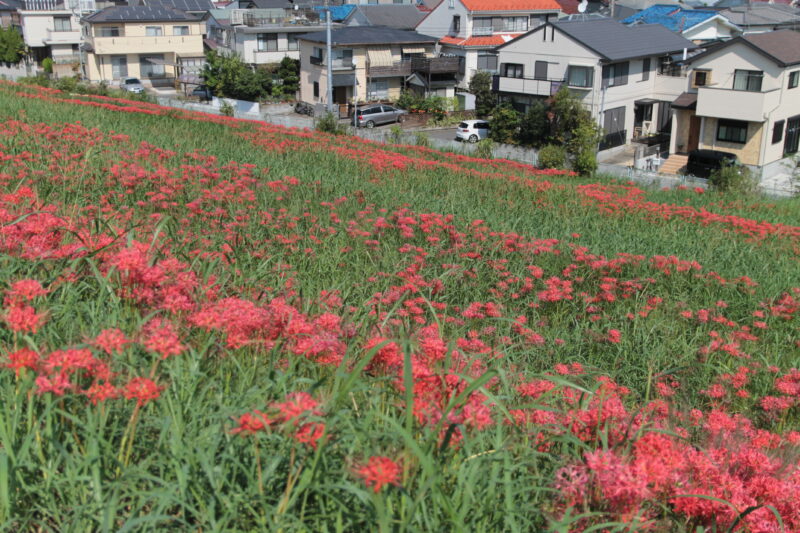 彼岸花群生地　大久保浄水場