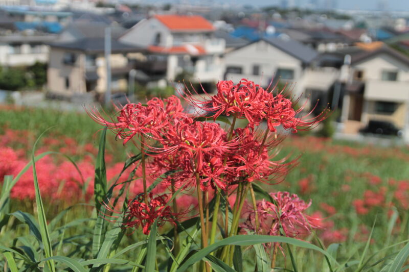 彼岸花群生地　大久保浄水場