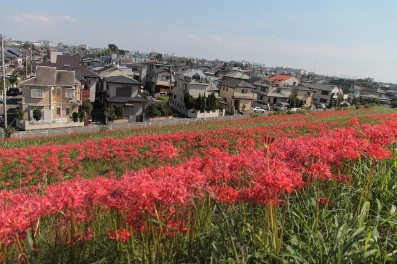 彼岸花群生地　大久保浄水場