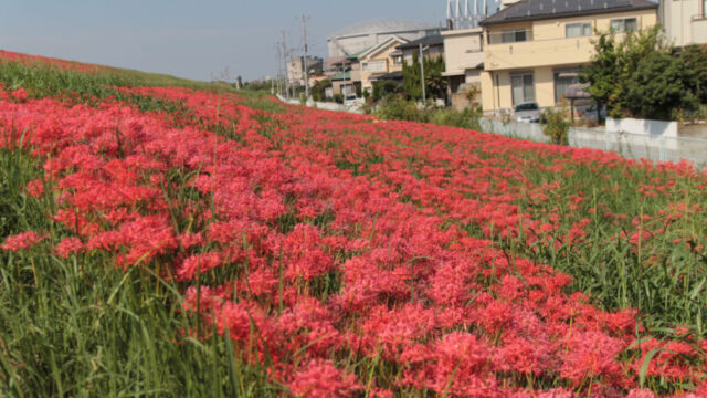 彼岸花群生地　大久保浄水場