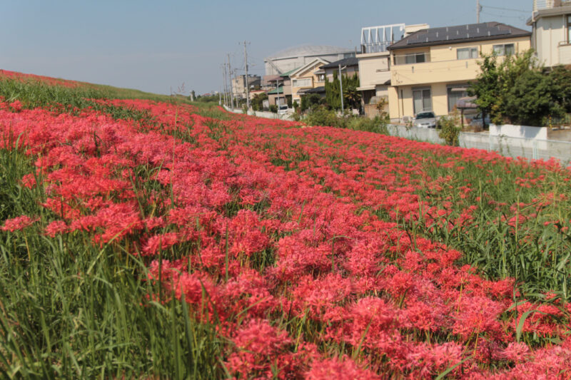 彼岸花群生地　大久保浄水場