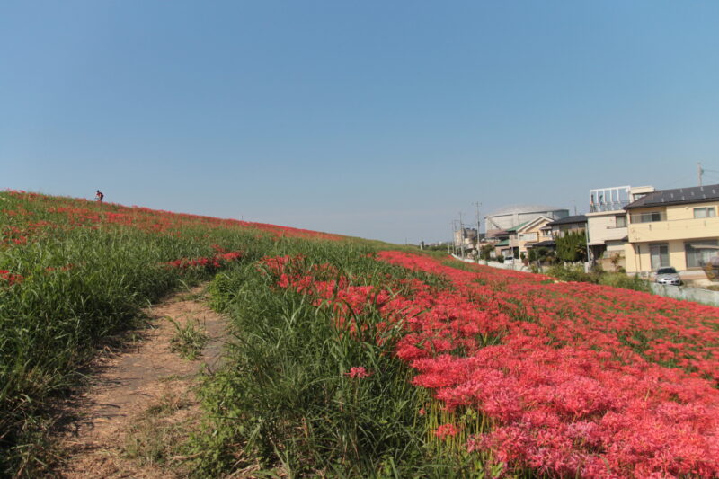 彼岸花群生地　大久保浄水場