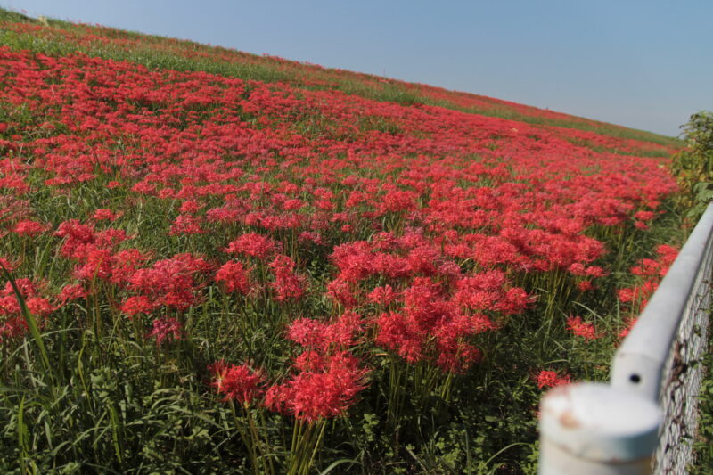 彼岸花群生地　大久保浄水場