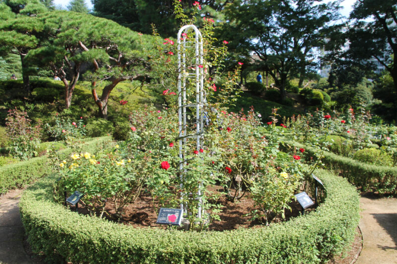 西ヶ原 旧古河庭園 秋のバラフェスティバル