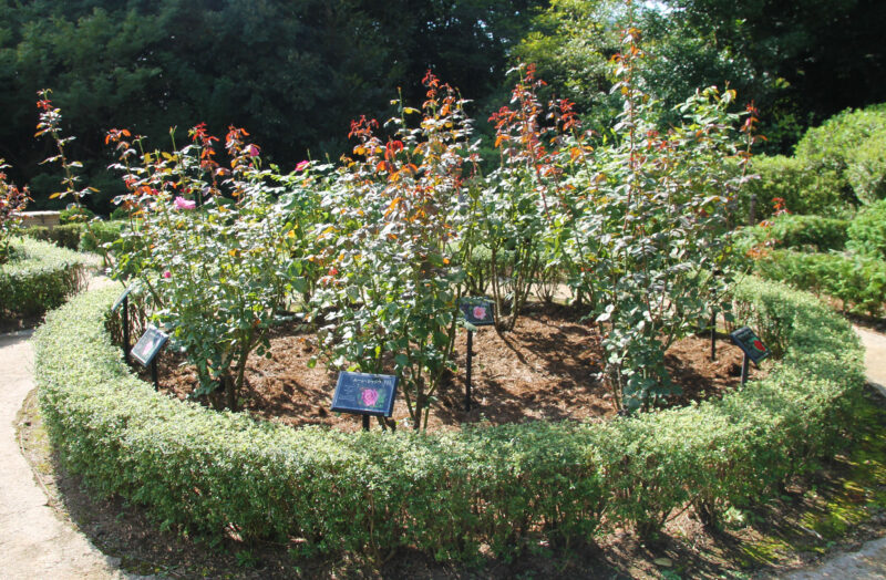 西ヶ原 旧古河庭園 秋のバラフェスティバル