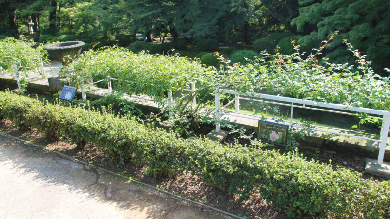 西ヶ原 旧古河庭園 秋のバラフェスティバル