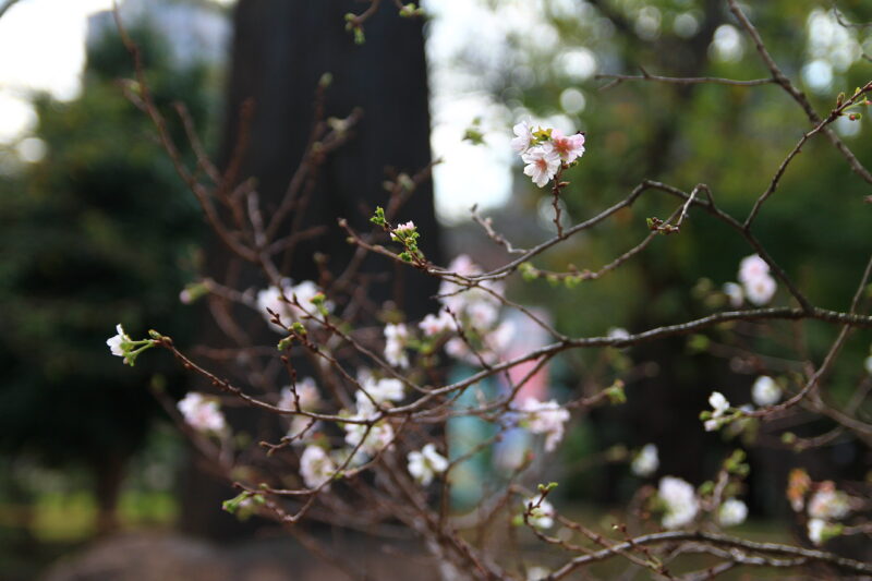 飛鳥山 十月桜