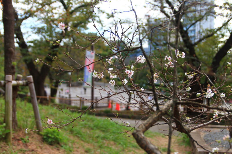 飛鳥山 十月桜