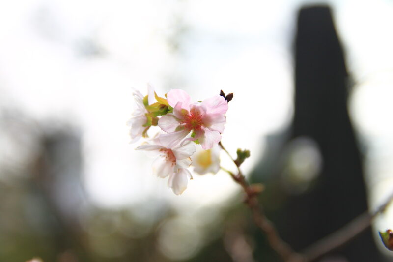 飛鳥山 十月桜