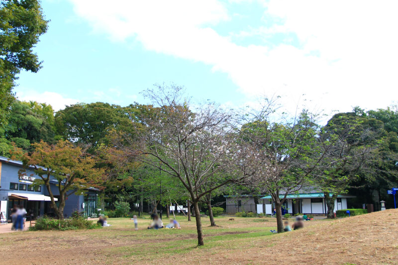 飛鳥山 十月桜