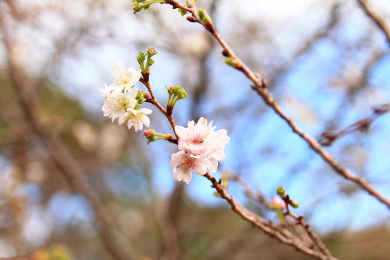 飛鳥山 十月桜