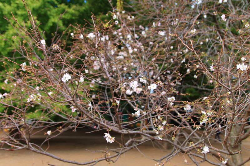 飛鳥山 十月桜