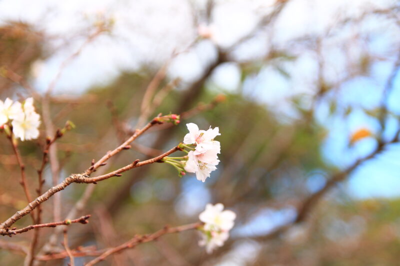 飛鳥山 十月桜