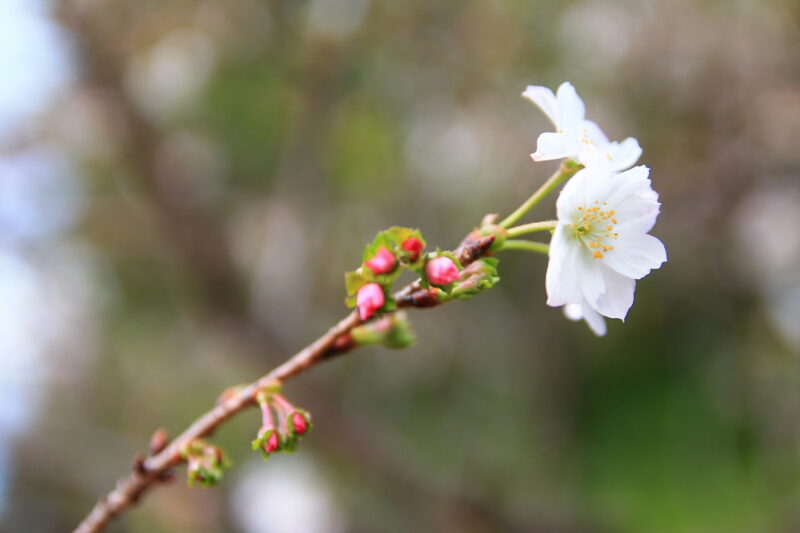 飛鳥山 十月桜