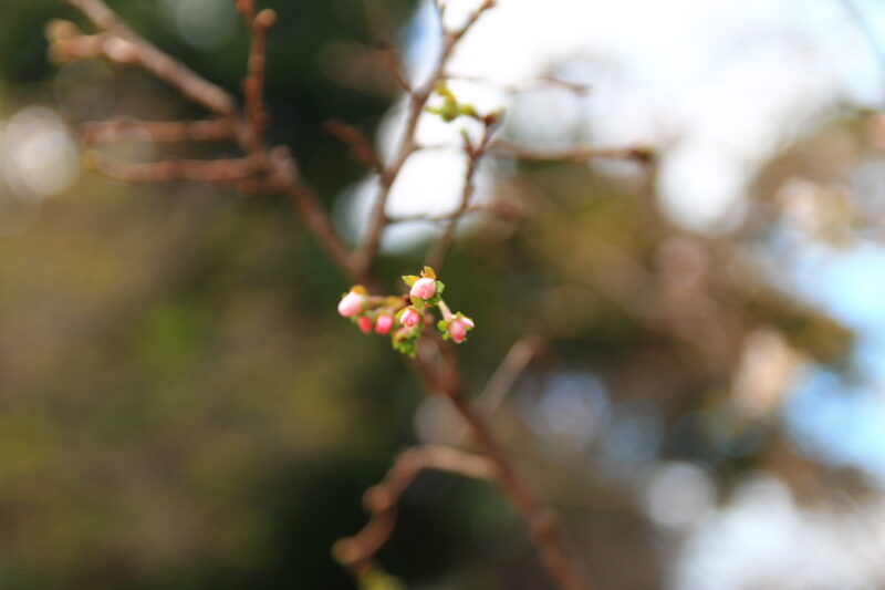 飛鳥山 十月桜